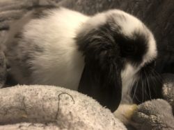 Baby purebred Holland lop bunny needs a forever home