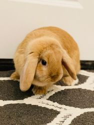 Cute and Adorable Holland Lop with Cage and Accessories