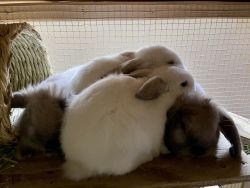 Holland lop bunnies ready fir new homes