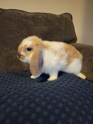 Male Holland Lop Bunny - Pedigreed