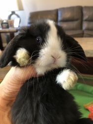 Holland Lop baby bunny rabbits fo sale. Most have beautiful blue eyes!