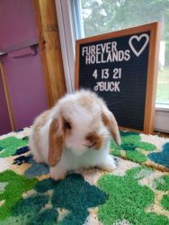 Holland Lops For Sale