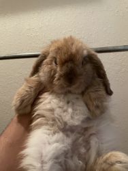 3 months old holland lop
