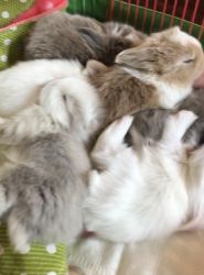 Blue-eyed bunny rabbits ready to go home with you! Some prices reduced