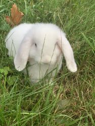 Beautiful baby Holland Lop