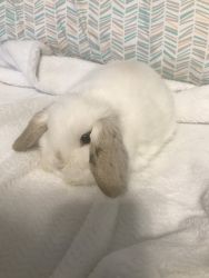 Pedigreed Holland Lop Baby Bunnies- Ready Now