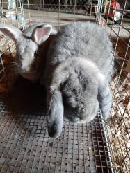 Fixed Rabbits for sale