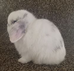 Holland Lop Bunnies for sale.