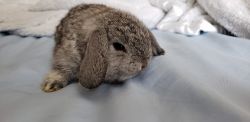 Holland lops bunnies are available