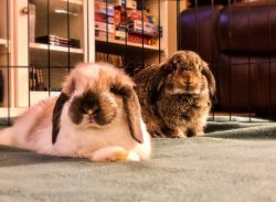 URGENT - two Holland Lops for sale