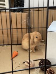 Bunny for Sale