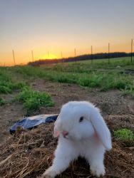 Female Holland lop bunny rabbit with cage and more.