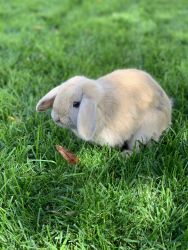 Holland Lop Great Pet!