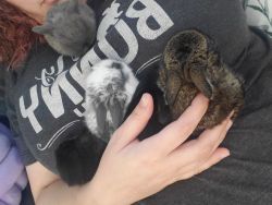 4 Baby Mini/Holland Lop Mix baby bunnies looking for forever homes