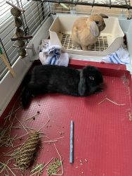 Rehome Rabbits -male and female