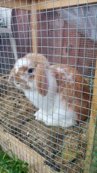 Holland Lop bunnies