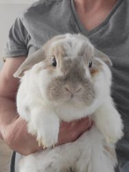 2 male bunnies that are looking for a new home