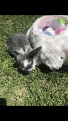Holland lop baby bunnies