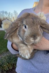 Mini Holland Lop with ALL NECESSITIES