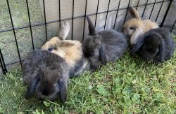 Holland mini lop baby bunnies for sale