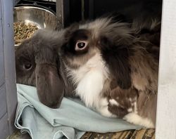 Bonded Rabbits Need New Home
