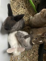 Baby bunnies 1/2 holland lop