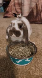 Bunny for rehoming