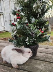 Lionhead lop mix bunnies for sale just in time for Christmas