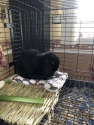 Friendly black floppy eared rabbit