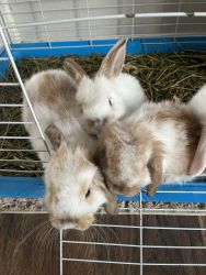 Holland lops for sale