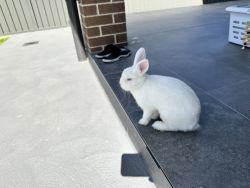 White dwarf rabbit
