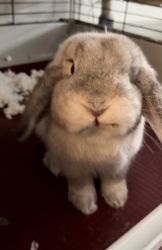 Cute, Elegant Bunny