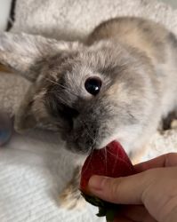 Beau—friendliest bunny