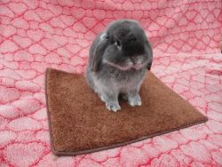 Silver Martin Holland Lop For Sale