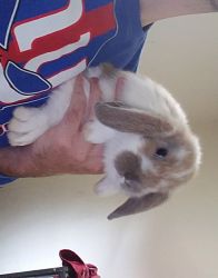 Holland lops for sale asap