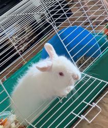 Need a home for cute bunny