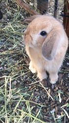 Baby mini holland lop for sale