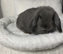 beautiful holland lops available