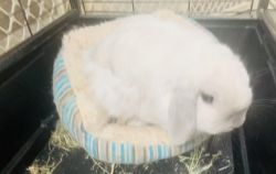 Rehoming for pet bunny