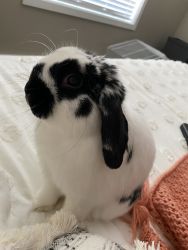 Looking to Rehome my lip rabbit