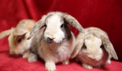 Holland Mini Lop bunnies for sale. New litters now available!