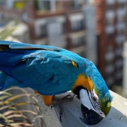 blue and yellow Macaw