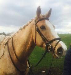 Stunning 10 Year Old Palomino Sports Horse Gelding