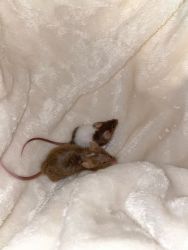 ADORABLE BABY MICE RESCUES