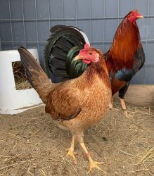 game fowl for sell