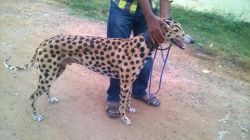 greyhound for sale in andhra pradesg