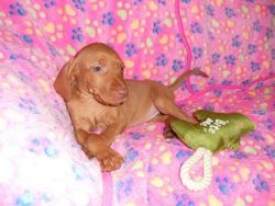 Male and Female Hungarian vizsla pups now