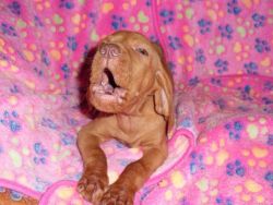 Execellent male and female hungarian vizsla puppies