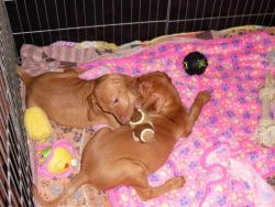 lovely Vizsla pups ready to go now only 2 females left