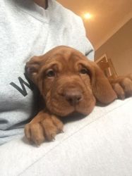 Excellent male and female hungarian vizsla puppies